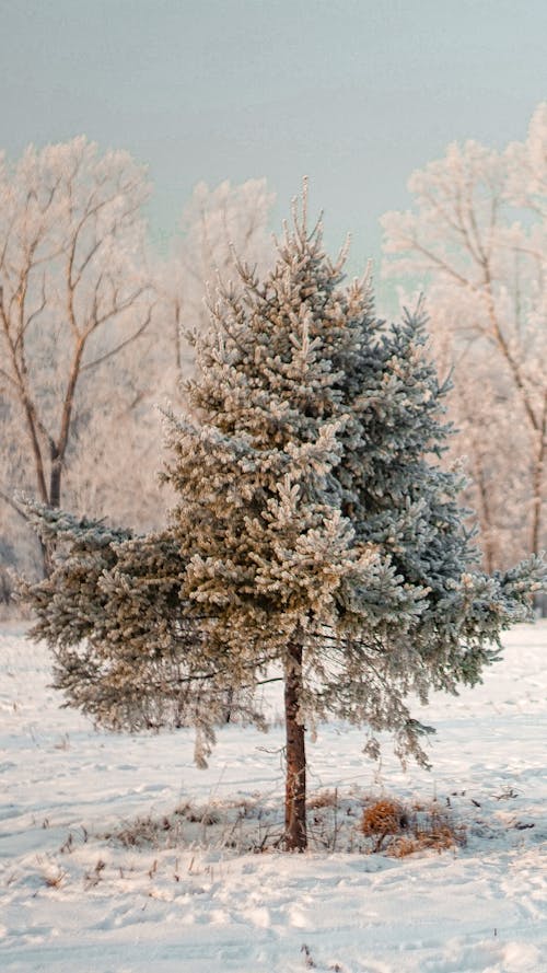 Foto profissional grátis de com frio, congelando, folhas de pinheiro