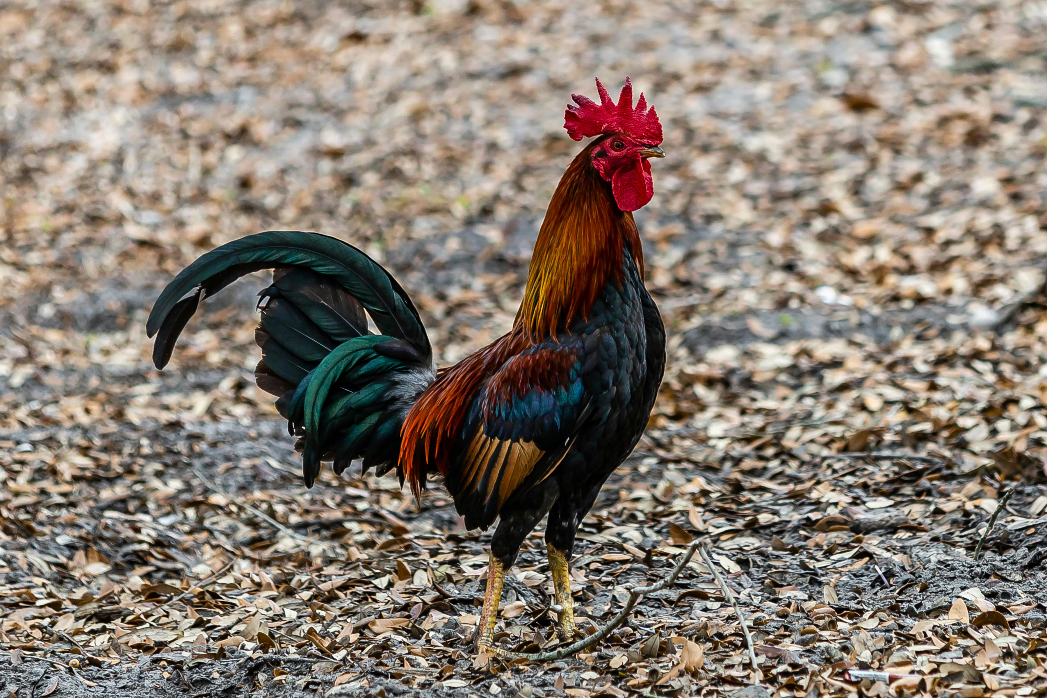 colorful rooster on the ground