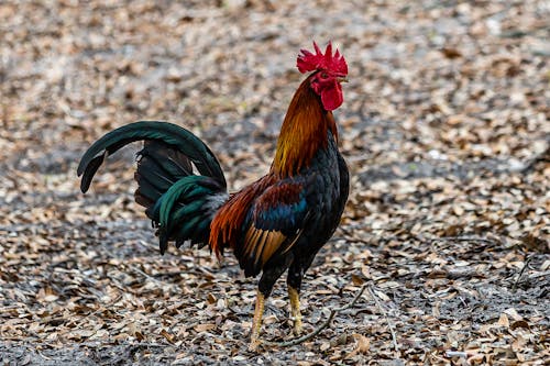 Colorful Rooster on the Ground
