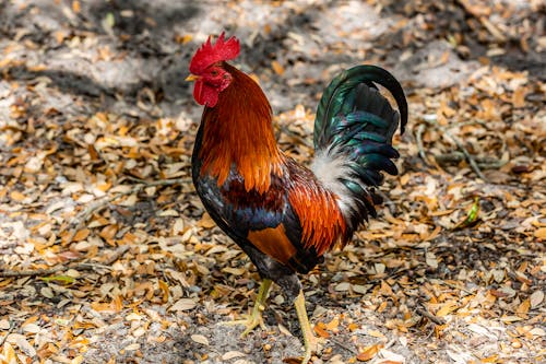 Red and Black Rooster on Brown Dried Leaves