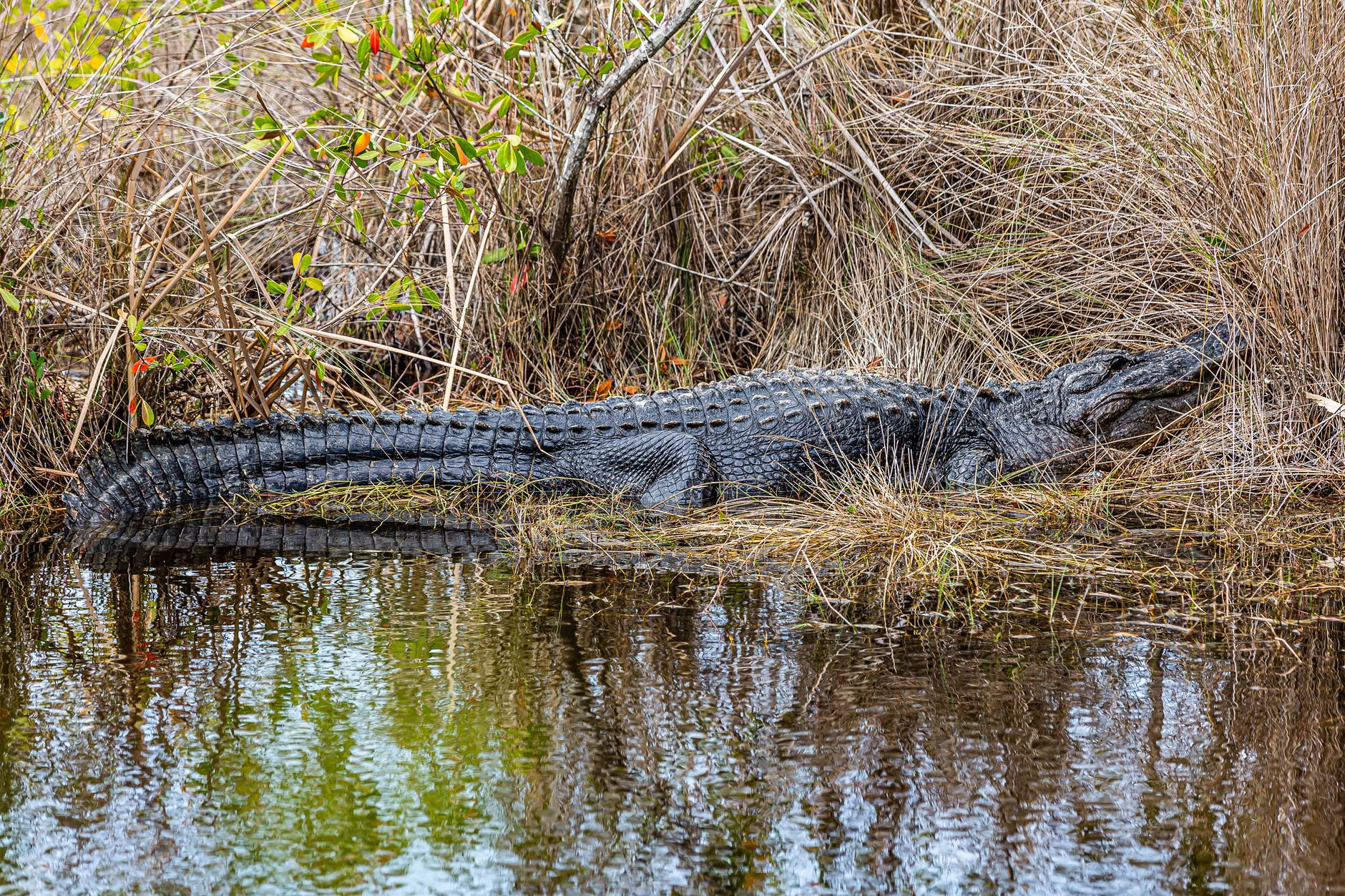 Everglades photo 2