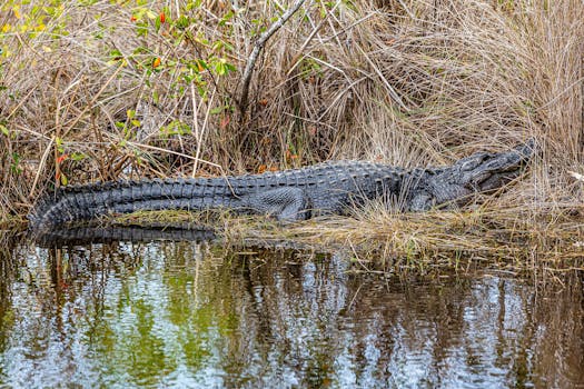 American alligator resting by a water's edge in Naples, Florida wetland habitat.