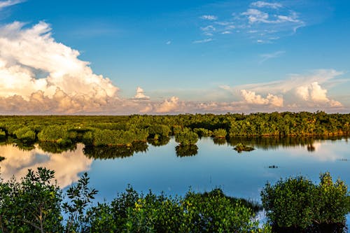 Gratis stockfoto met de everglades