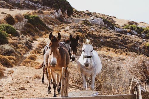 Gratis stockfoto met beest, boerderij, cavalerie