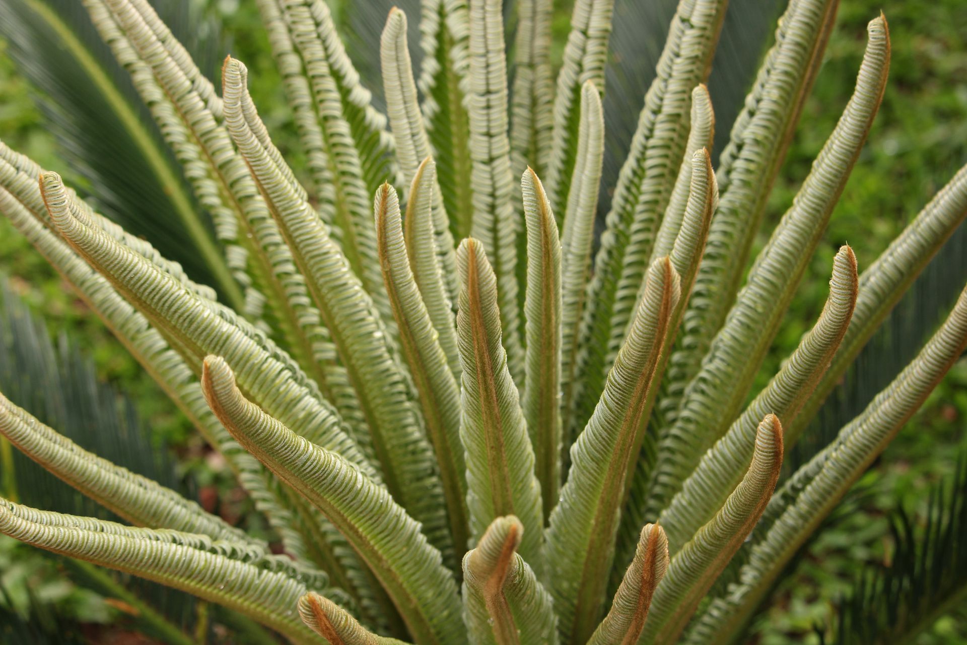 Cycas revoluta
