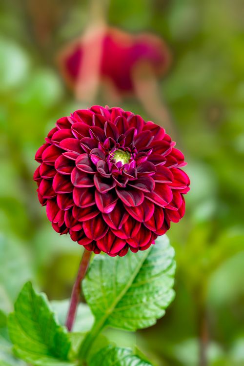 Free Close-up of a vibrant red dahlia flower in a Barcelona garden with lush green leaves. Stock Photo