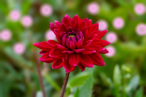 Free Close-up of a bright red dahlia in full bloom with a blurred green background, perfect for nature enthusiasts. Stock Photo