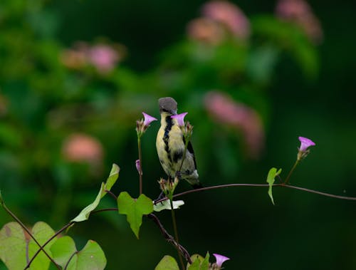Great Tit drinking from a Flower 
