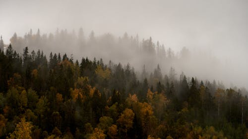 天性, 戶外, 有雾的景观 的 免费素材图片