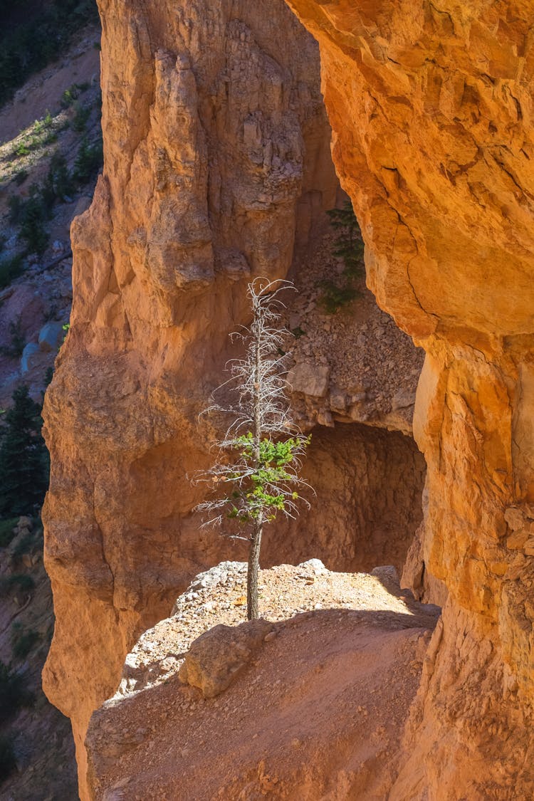 A Tree On The Side Of A Mountain