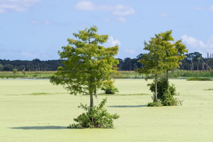 Trees In A Marsh