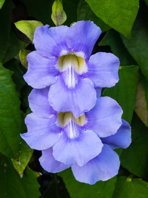 Free Detailed close-up of purple Thunbergia Laurifolia blossoms against green foliage. Stock Photo