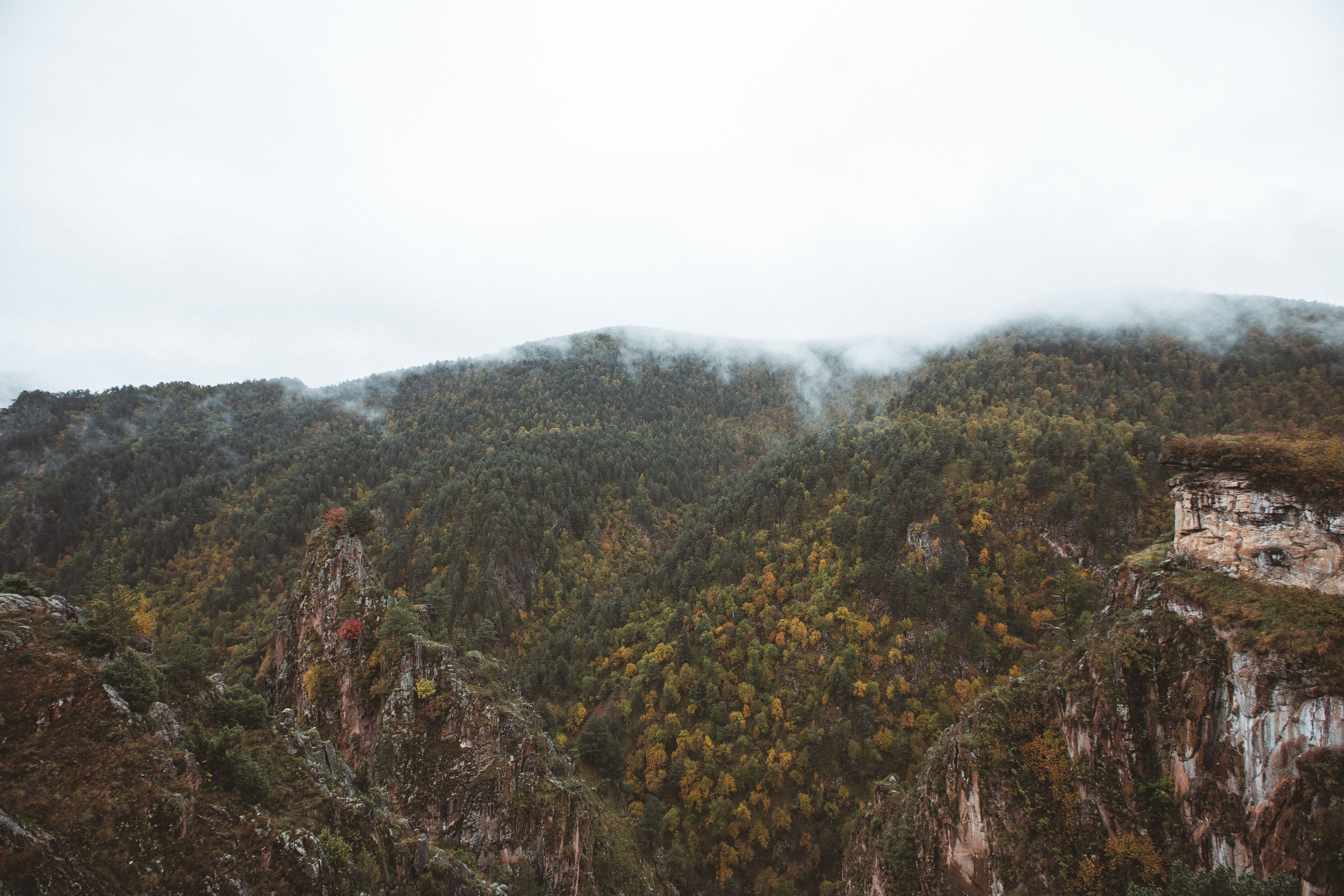 Green Trees in the Rocky Mountains on a Foggy Day · Free Stock Photo