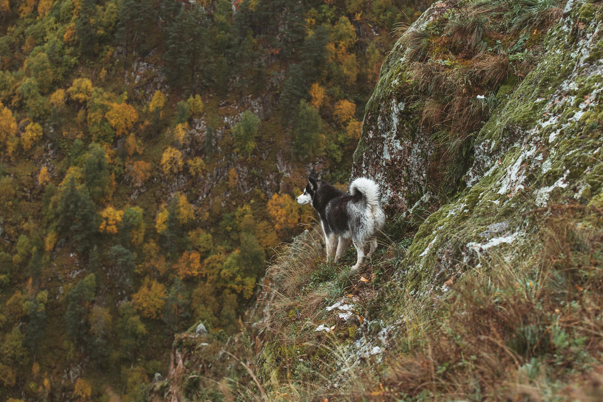 A Black and White Dog in the Mountain