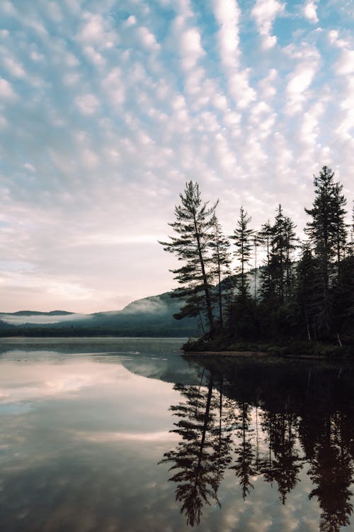 A Trees Reflecting in the Lake