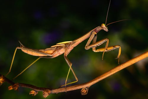 Gratis stockfoto met beest, detailopname, entomologie