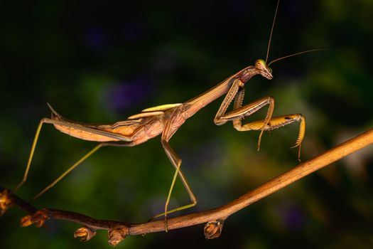 Detailed macro shot of a praying mantis perched on a branch in natural light.