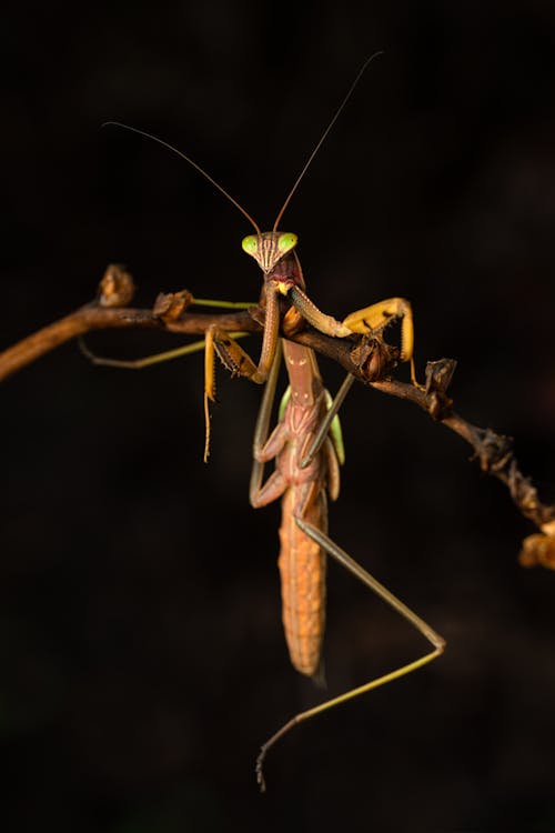 Free Macro Photography of a Mantis Stock Photo
