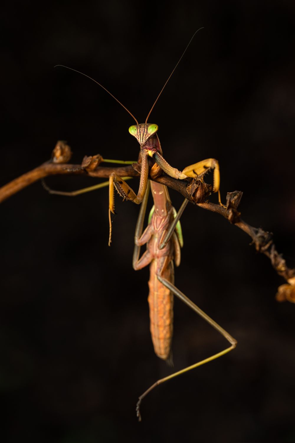 Mantis Reference Photo Macro Photography of a Mantis · Free Stock Photo