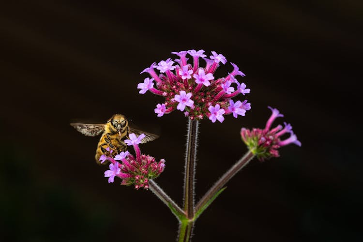 Bee On Flower