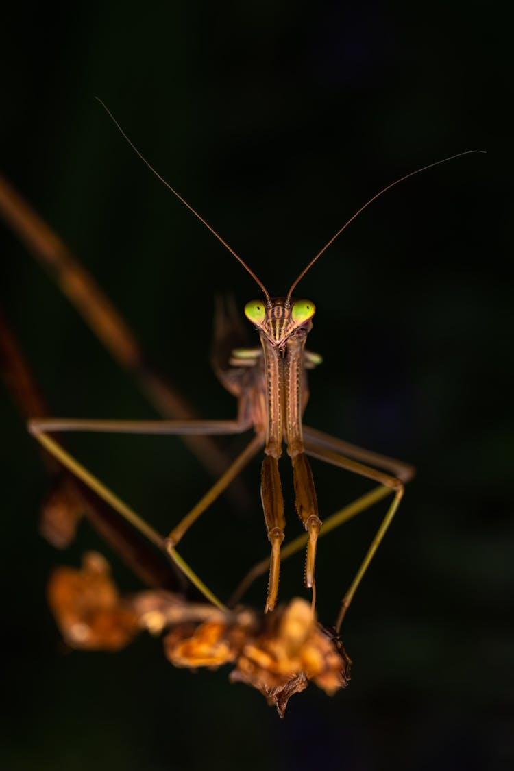 A Praying Mantis On A Plant