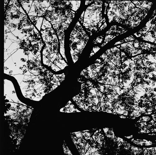 Бесплатное стоковое фото с ветви деревьев, ветвь, дерево