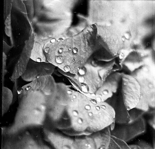 Bezpłatne Darmowe zdjęcie z galerii z czarno-biały, flora, krople rosy Zdjęcie z galerii