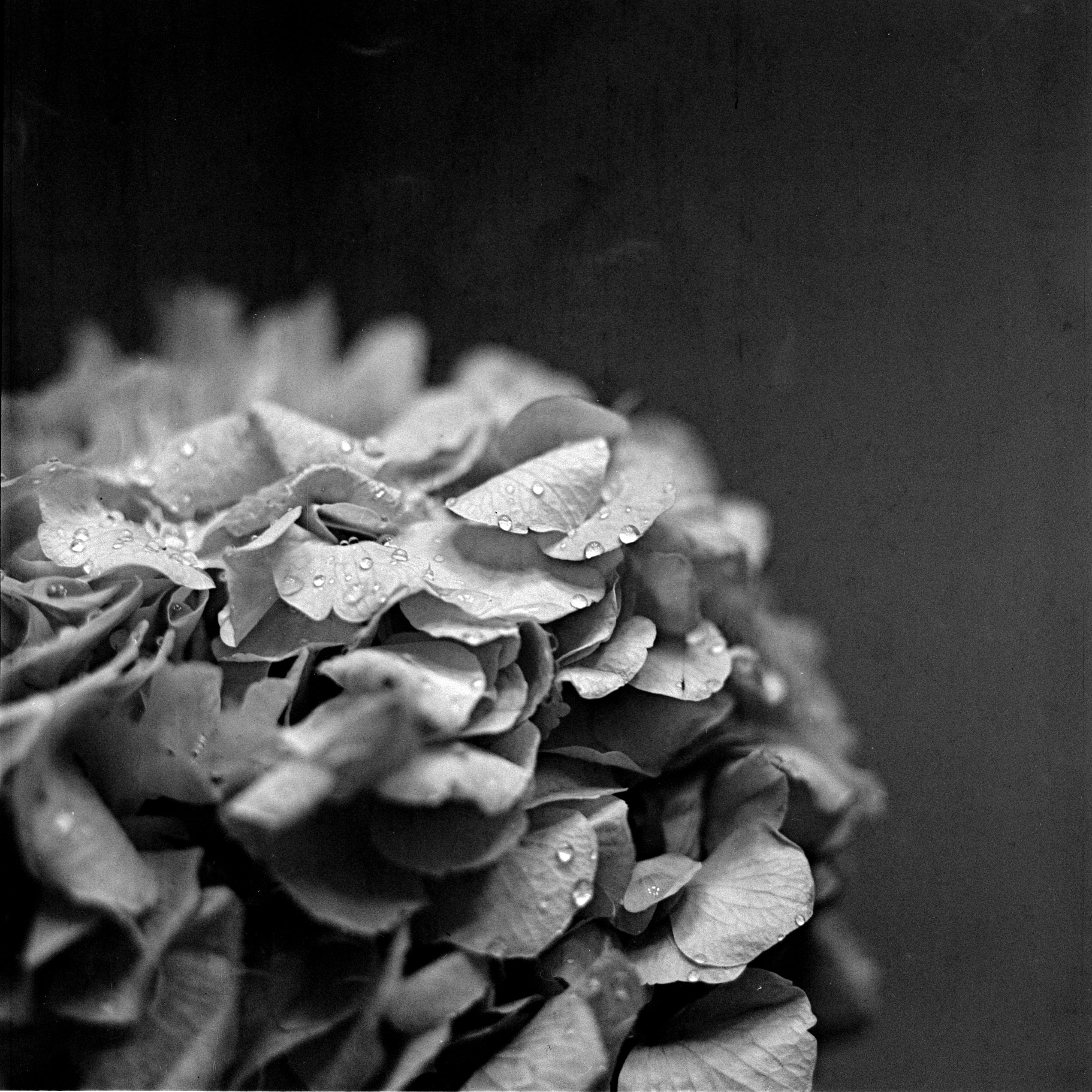 Close-up of a hydrangea flower with water droplets in monochrome.