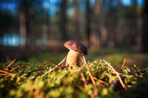 Gratis lagerfoto af bay bolete, græs, hakket