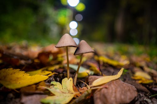 бесплатная Бесплатное стоковое фото с выборочный фокус, крупный план, лесной гриб Стоковое фото