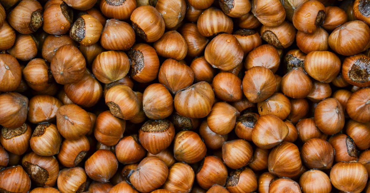A detailed close-up image of fresh raw hazelnuts, ideal for food-related content. - Evidence evidence guide for hazelnut exercise recovery randomized trial