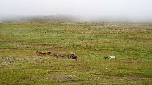 Free A herd of reindeer grazing in a misty green field, showcasing scenic wildlife. Stock Photo