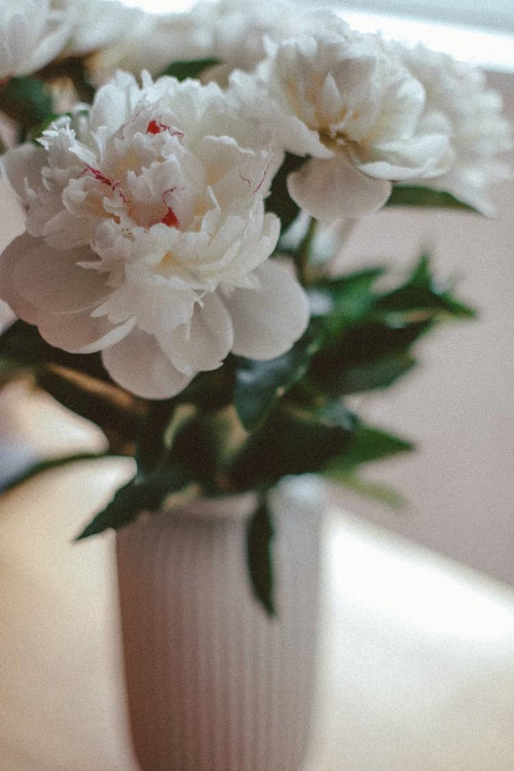 Peonies In Vase