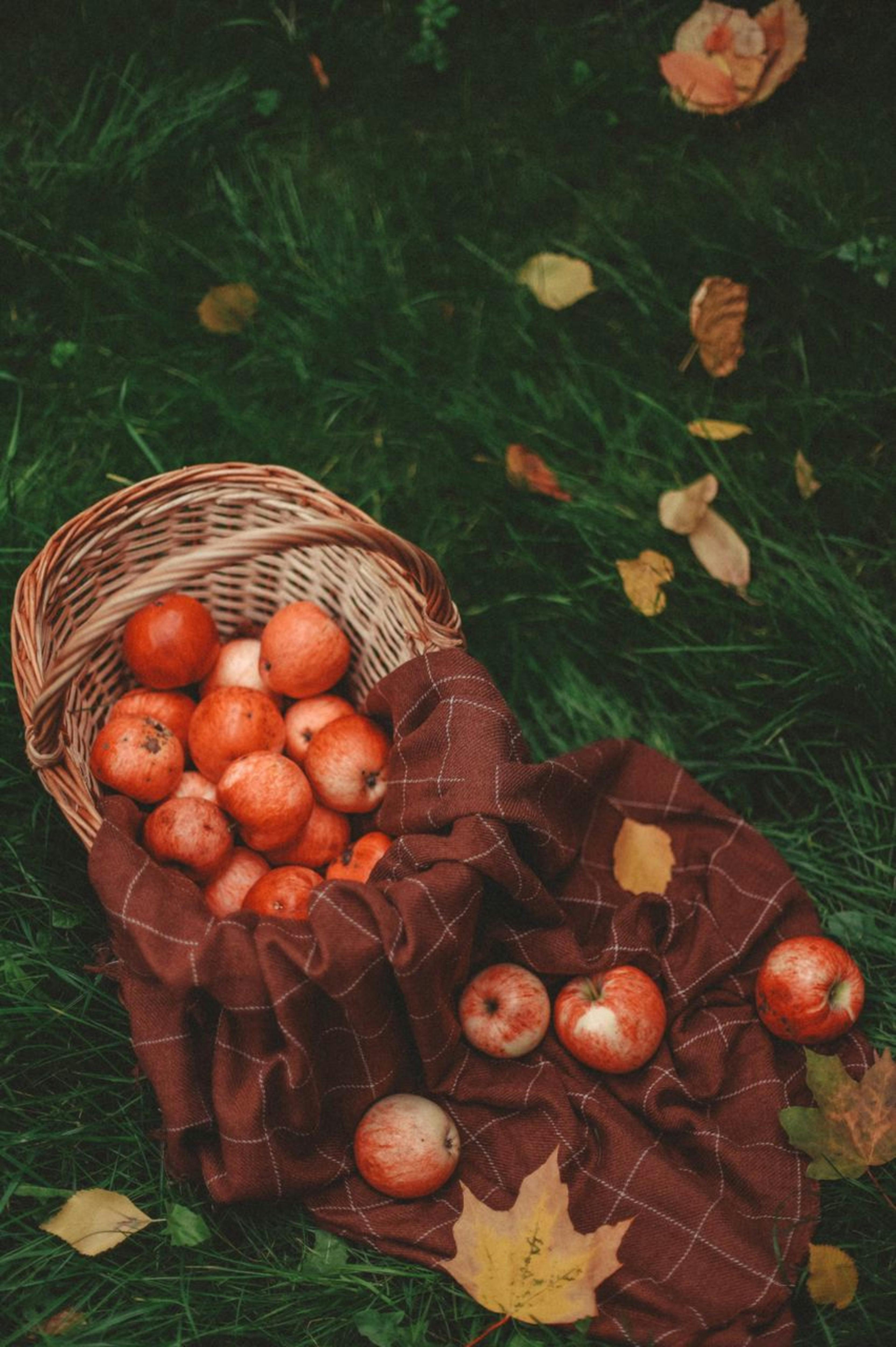 Autumn apples in a wicker basket on a blanket in a grassy meadow. Perfect for fall themes.