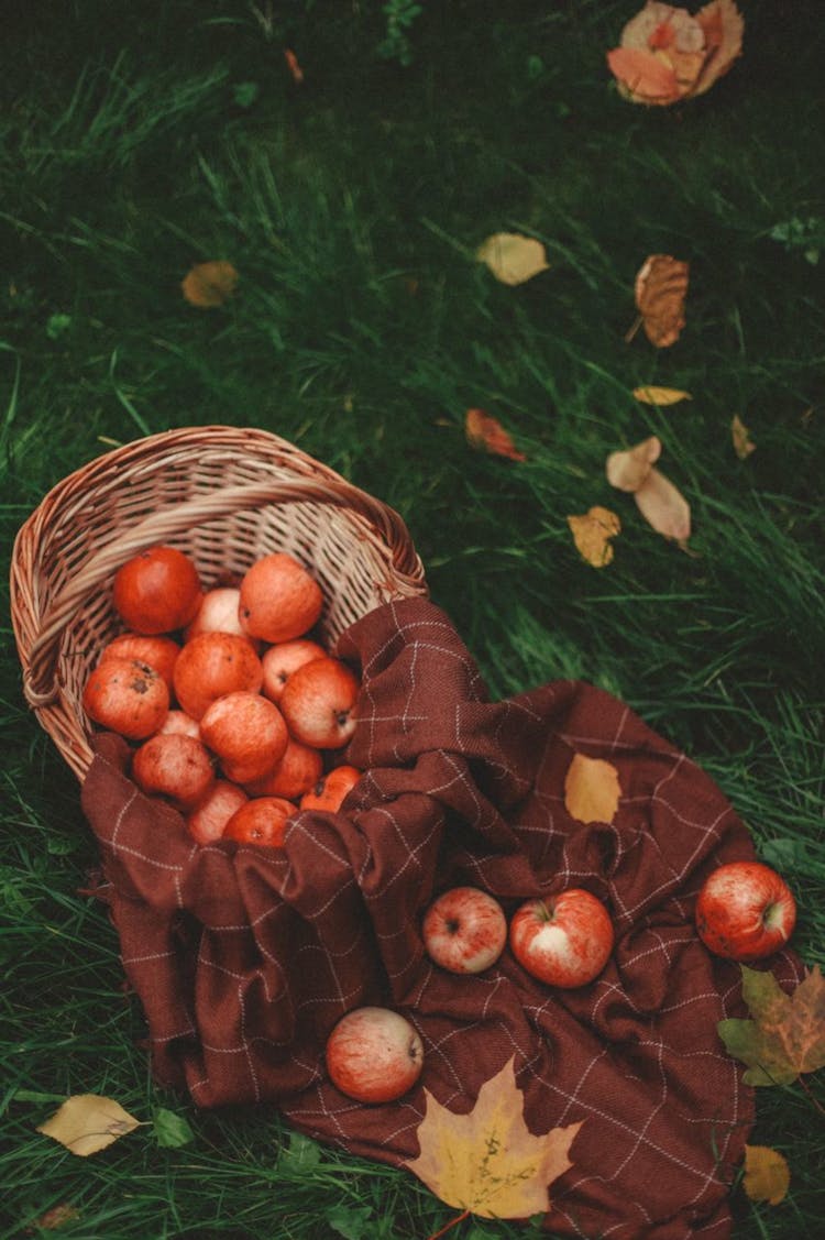 Basket Of Apples And A Blanket On The Meadow