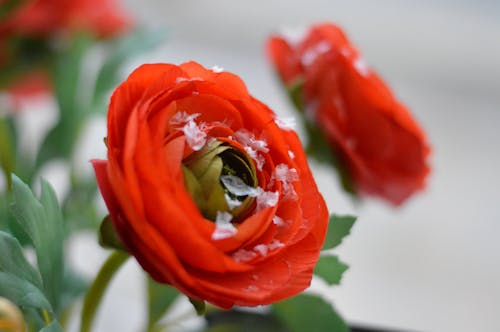 Red Peonies Selective-focus Photo