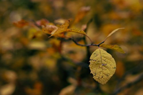 Free Close-up of a golden autumn leaf with blurred natural background, creating a serene fall ambiance. Stock Photo