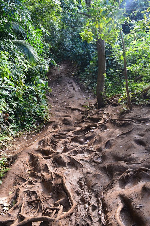 Free stock photo of hawaii, mud, muddy path