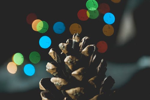 Selective Focus Photography of Pine Cone