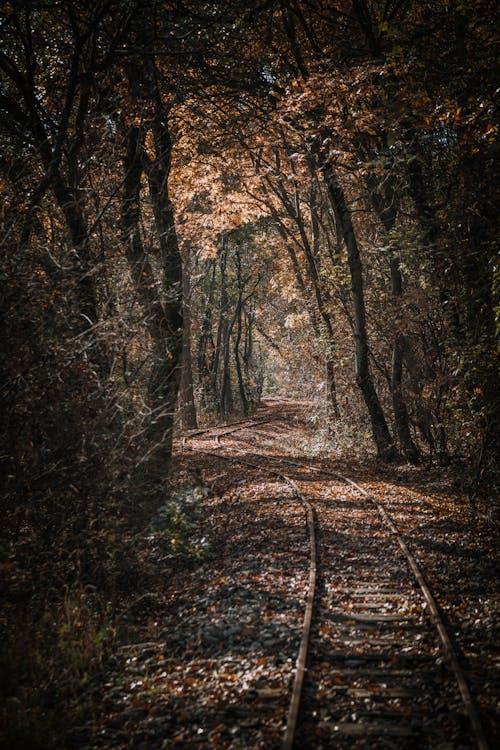 Abandoned Railroad in the Middle of a Forest 