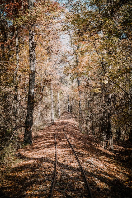 Railway Track Between Trees