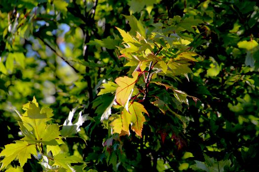 Close-up of sunlit maple leaves with vibrant green colors in a natural setting.