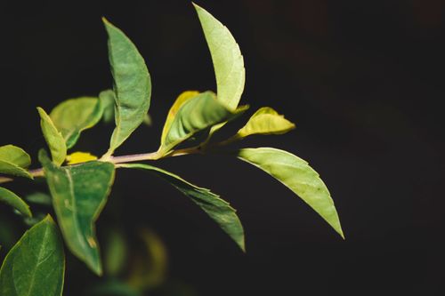Free stock photo of beautiful flower Stock Photo