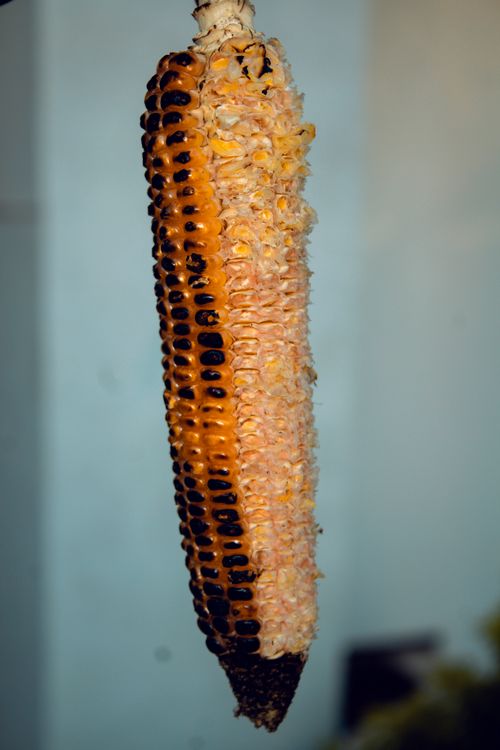 Free stock photo of eating corn Stock Photo
