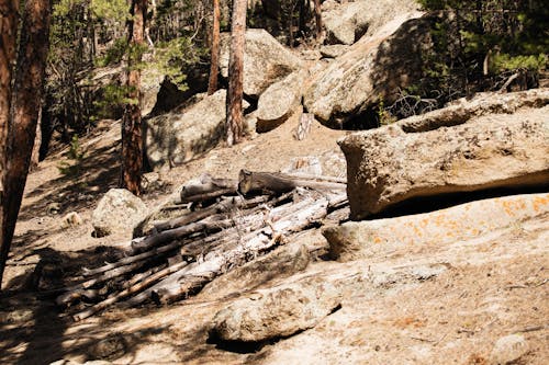 Free Boulders and Woode Logs on a Forest Slope  Stock Photo