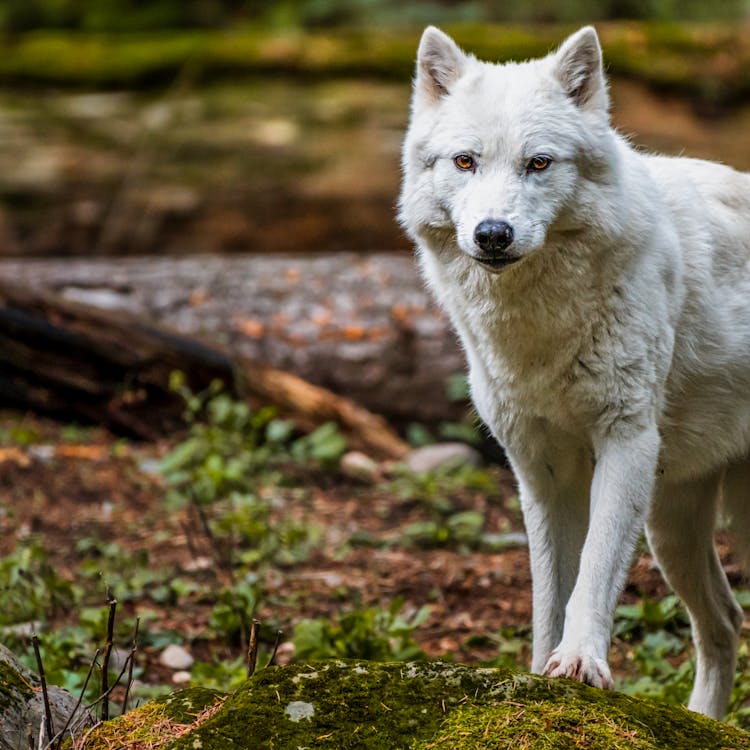 Shallow Focus Photo Of White Fierce Alaskan Tundra Wolf