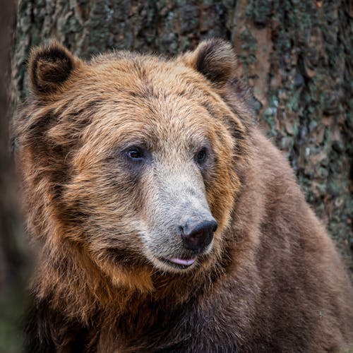 Brown Bear Near Tree Trunk