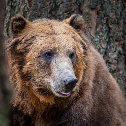 Free Detailed close-up of a brown bear in its natural habitat, showcasing its majestic fur and watchful eyes. Stock Photo