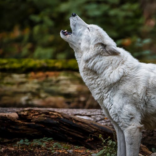 Arcrtic wolf Wallpapers Download