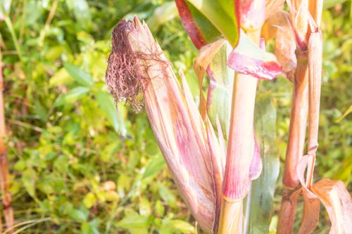 Free stock photo of maize Stock Photo